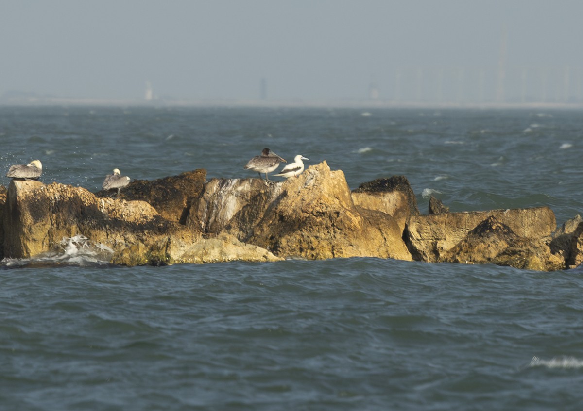 rødfotsule - ML645842706