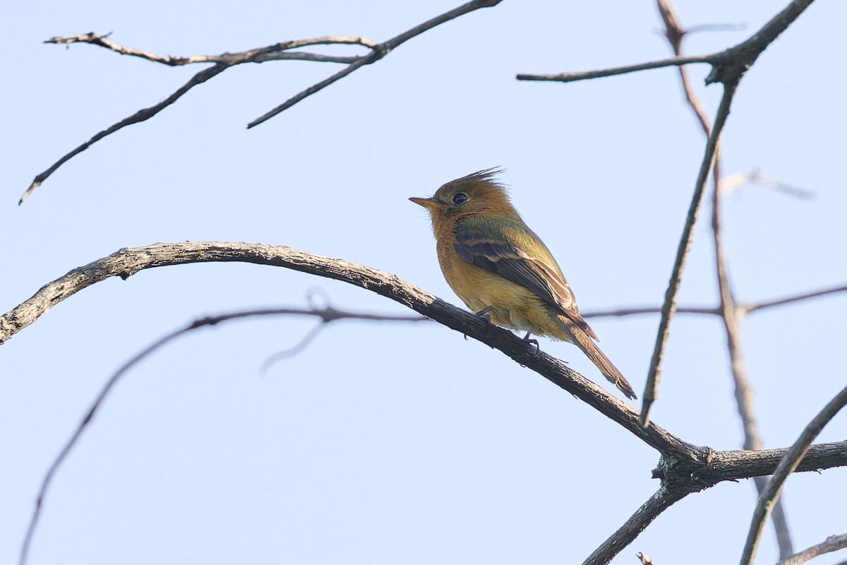 topptyrann (phaeocercus/tenuirostris) - ML645842707