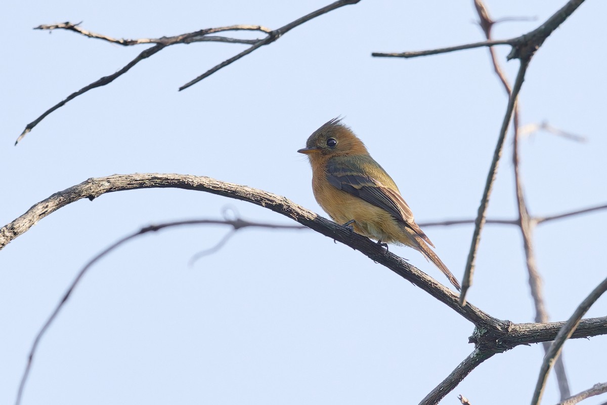 topptyrann (phaeocercus/tenuirostris) - ML645842710