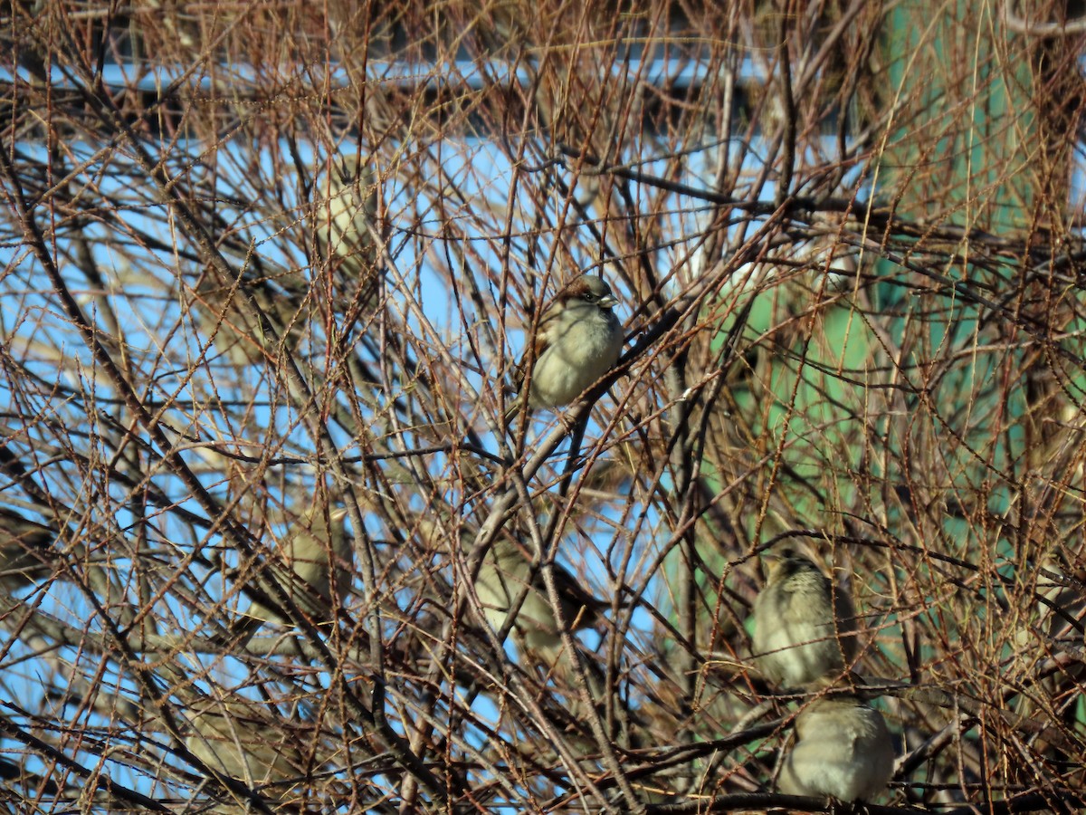 Gorrión Común - ML645842714