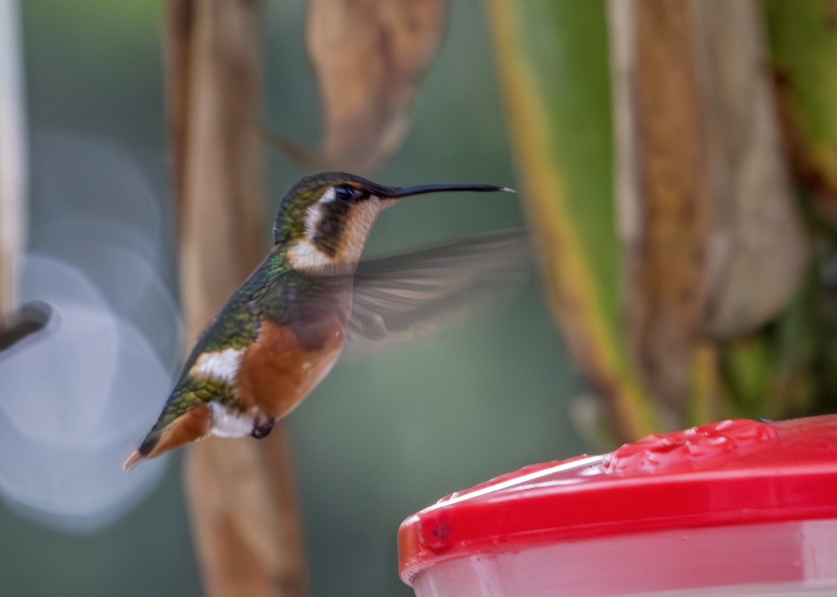 hvitbukkolibri - ML645842718