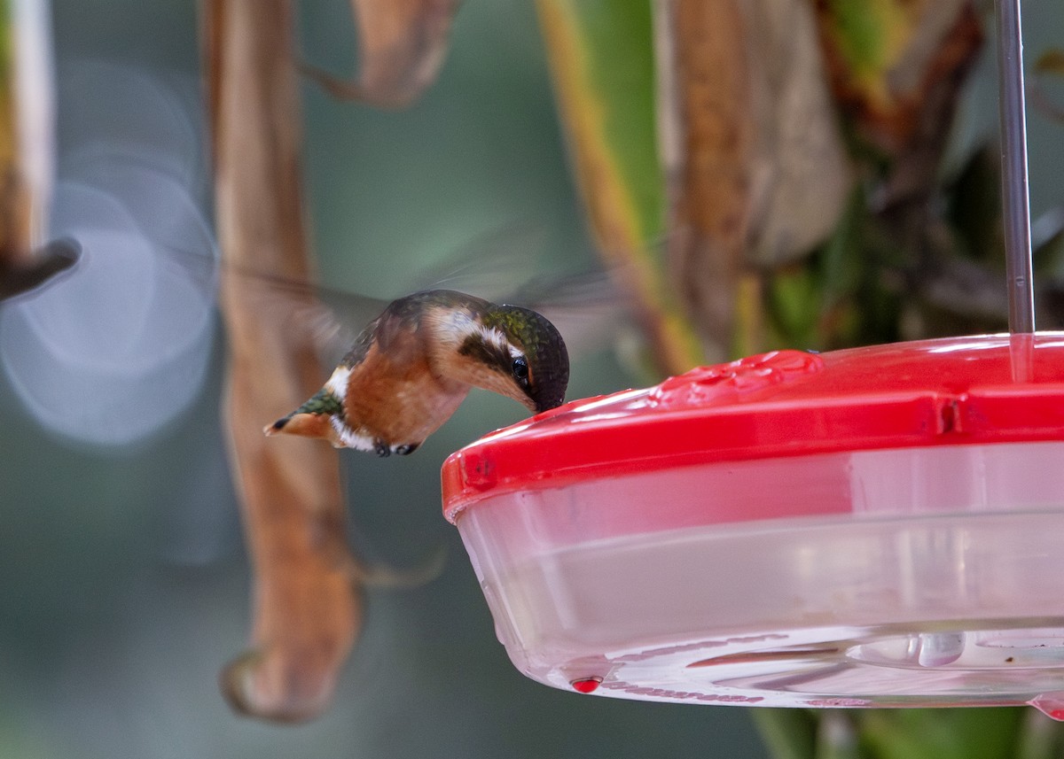 hvitbukkolibri - ML645842719