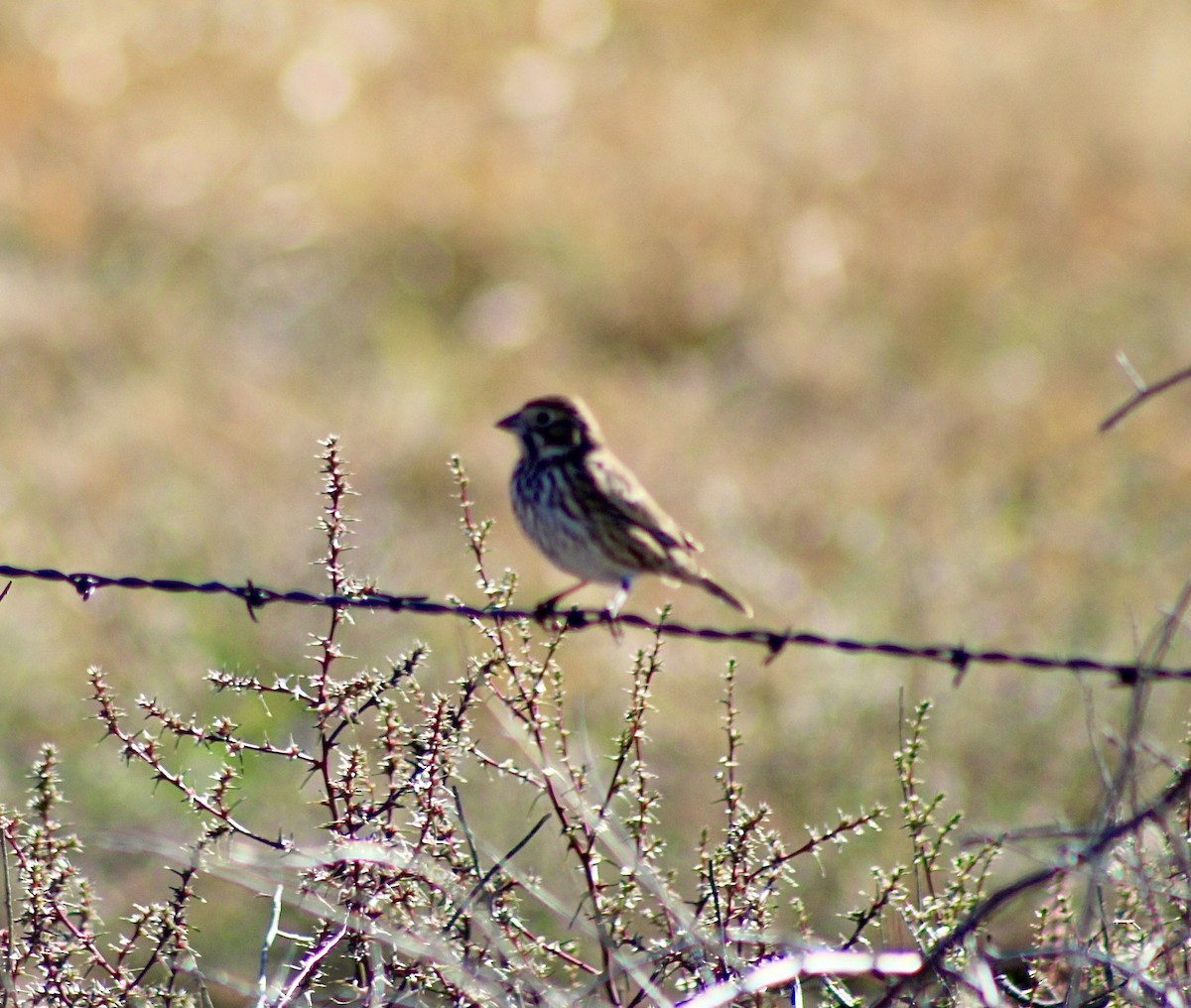 Lark Bunting - ML645842725