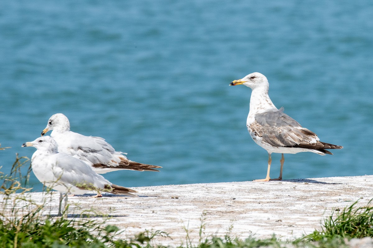 Бэсрэг цахлай - ML645842726