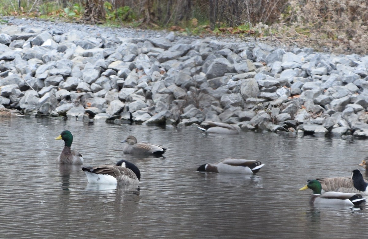 Серая утка - ML645842735