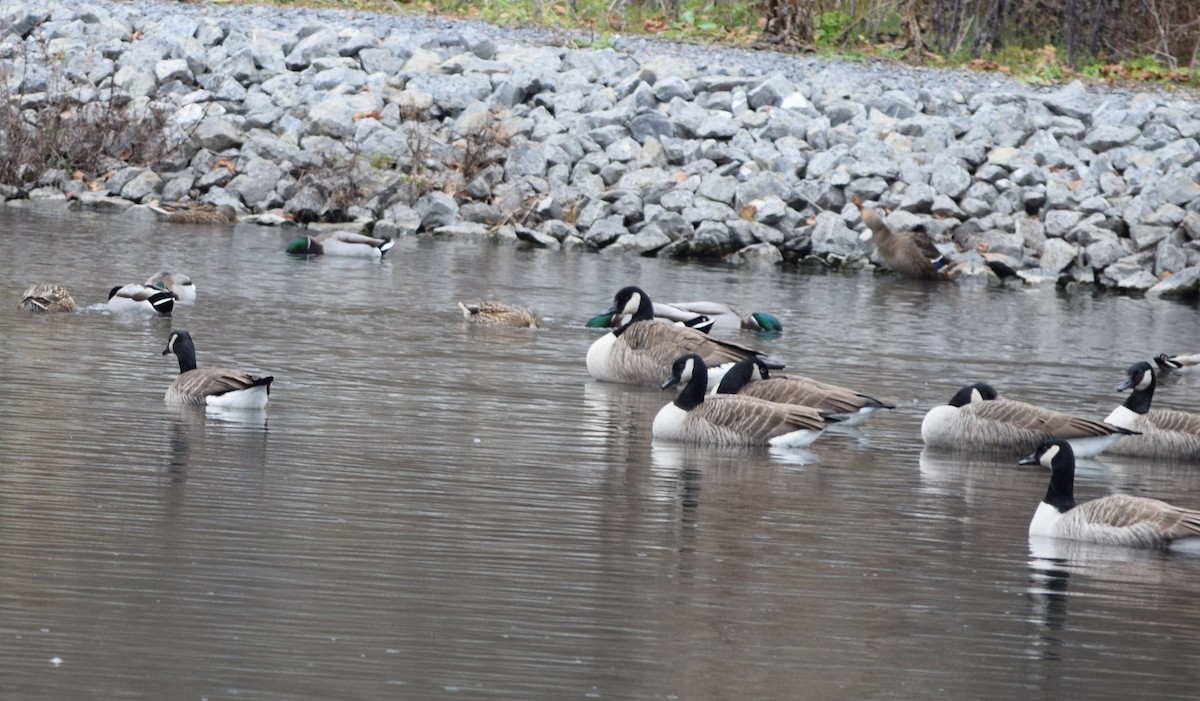 Canada Goose - ML645842736