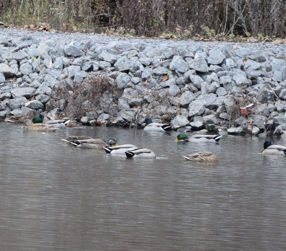 Mallard x American Black Duck (hybrid) - ML645842751