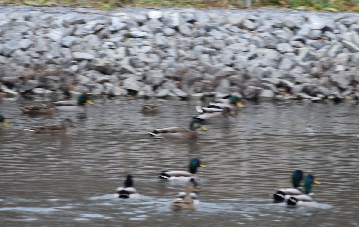 Mallard x American Black Duck (hybrid) - ML645842752