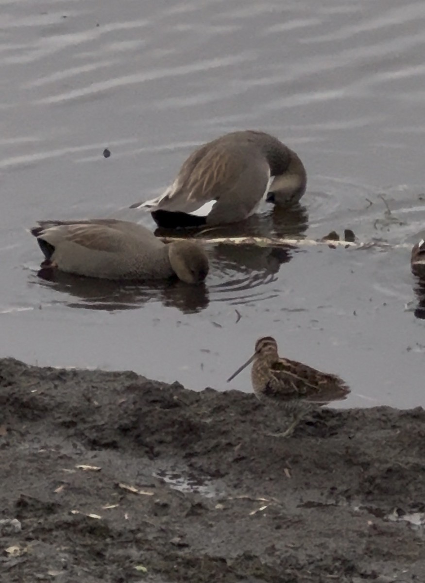 Wilson's Snipe - ML645842753