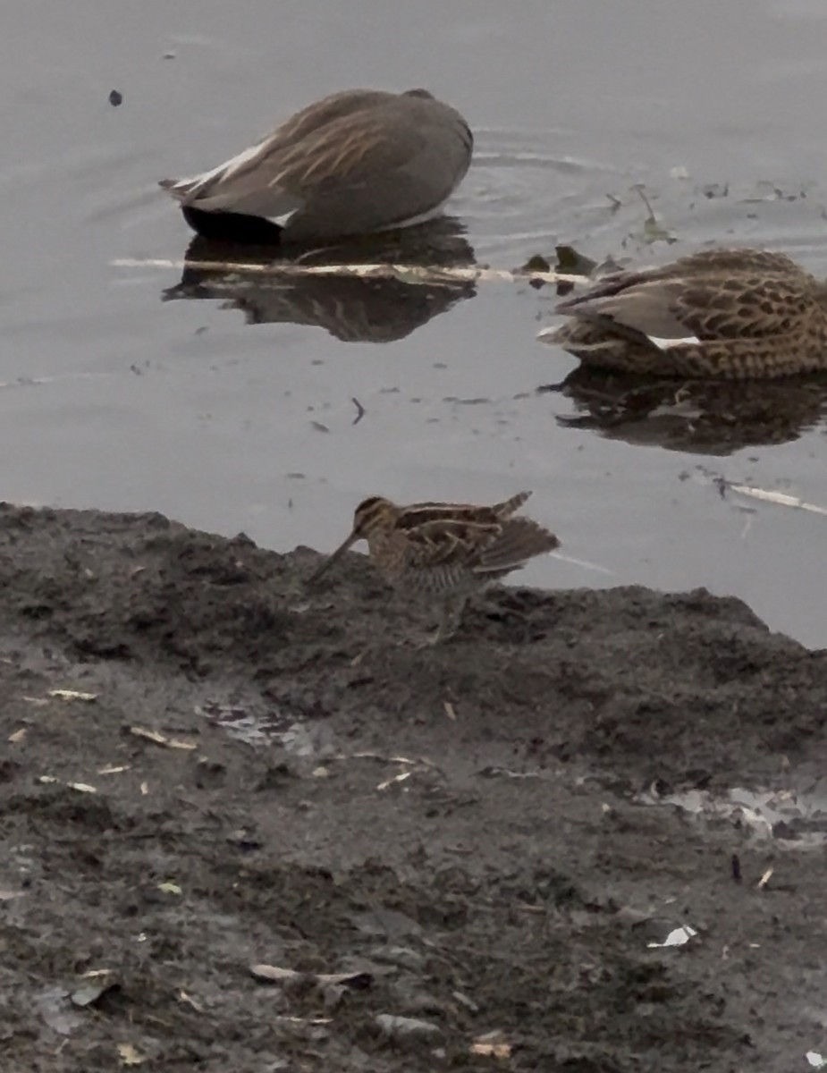 Wilson's Snipe - ML645842754
