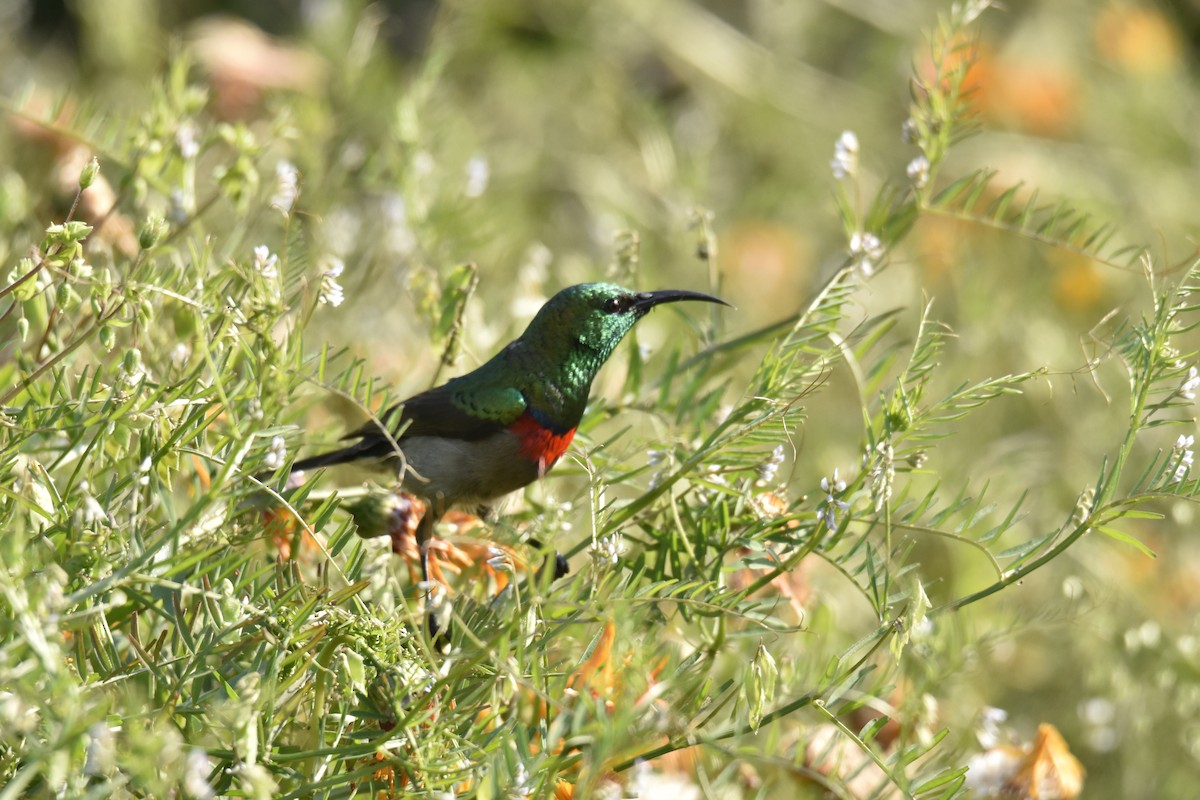 Southern Double-collared Sunbird - ML645842755