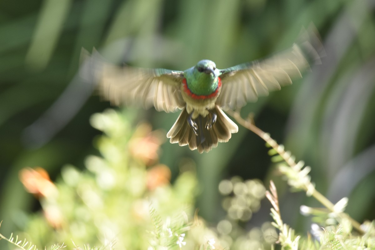 Southern Double-collared Sunbird - ML645842756