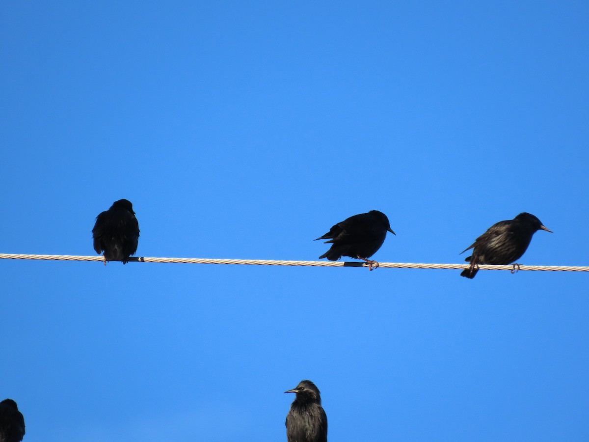 Spotless Starling - ML645842760