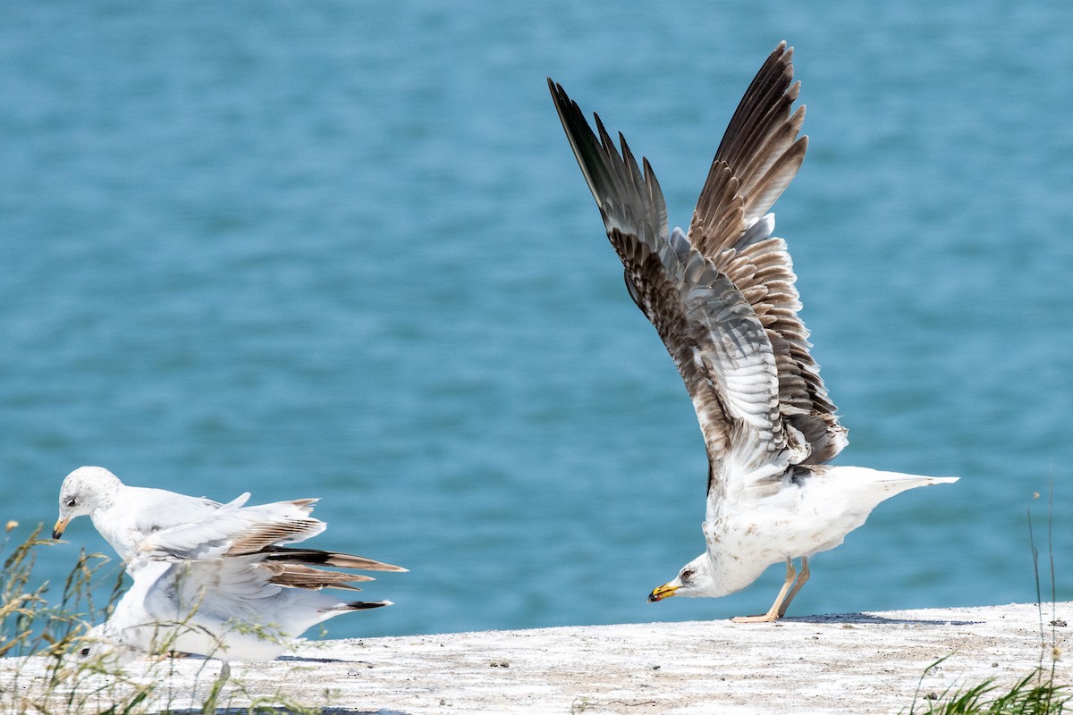 Бэсрэг цахлай - ML645842777