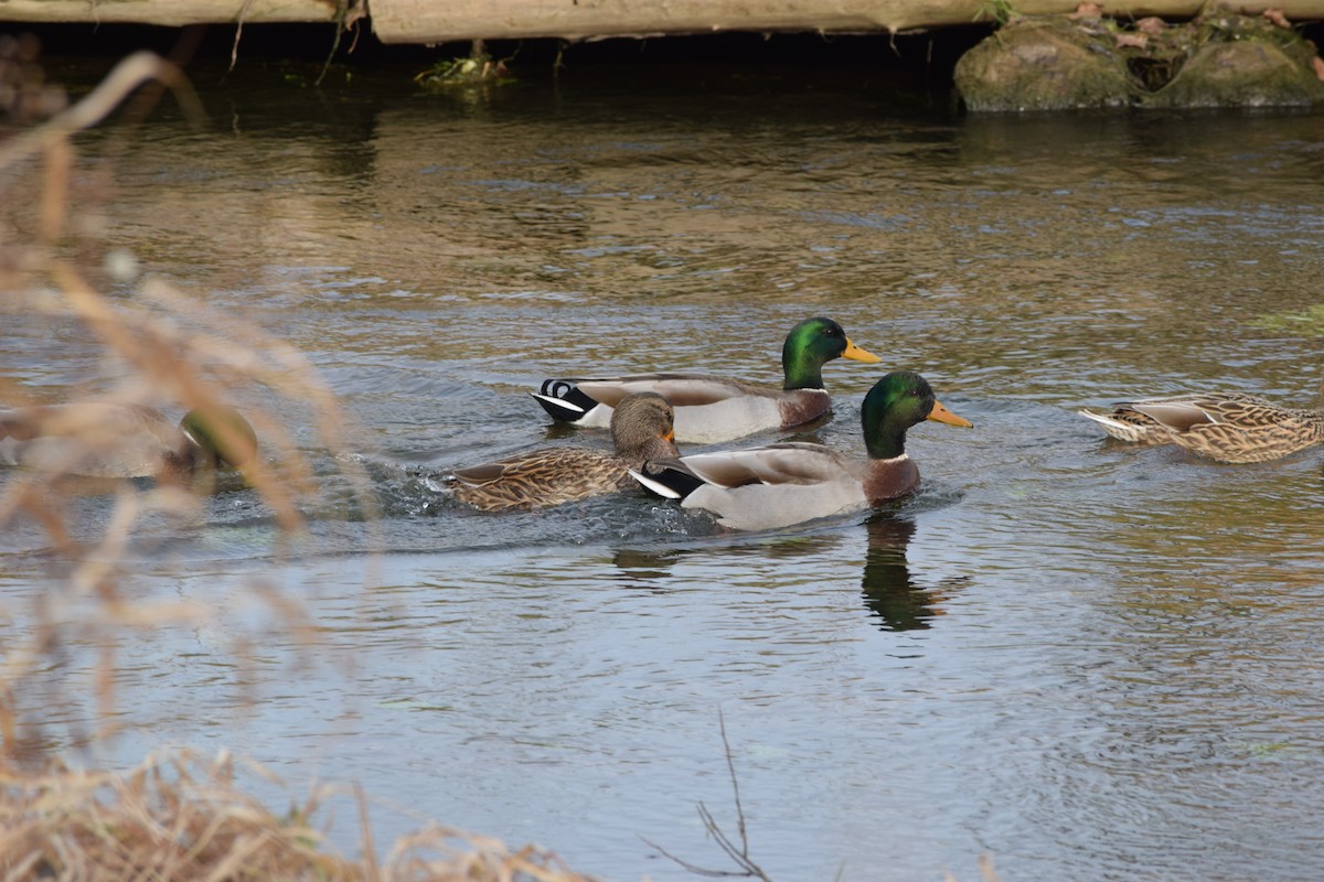 Mallard - ML645842781