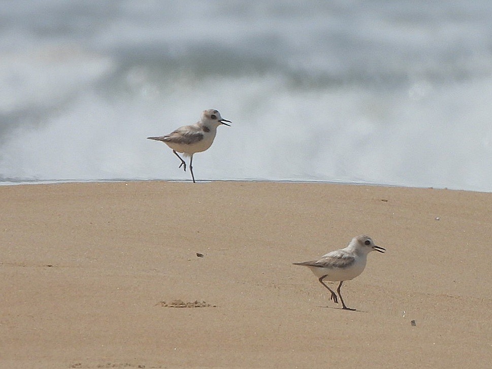 White-faced Plover - ML645842784