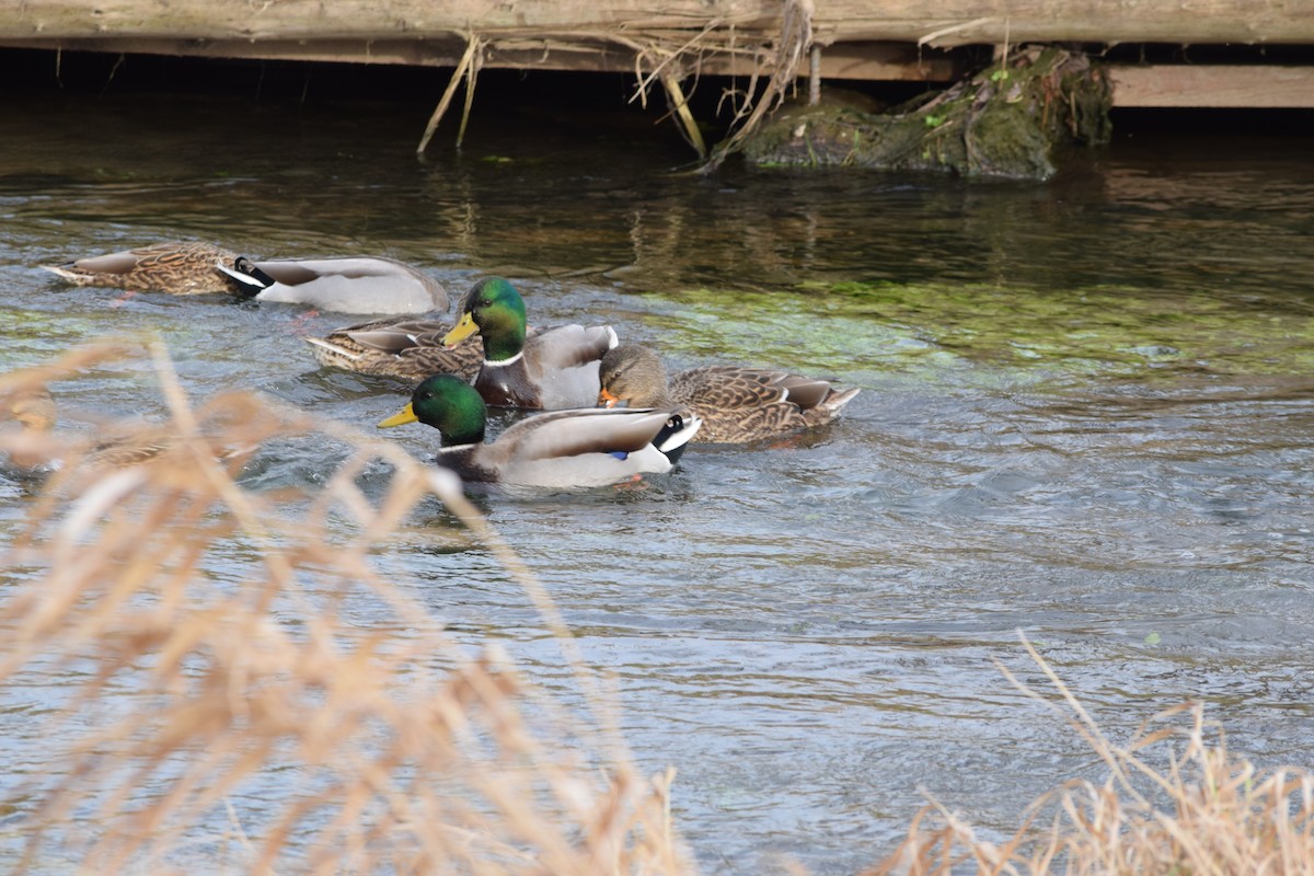 Mallard - ML645842787