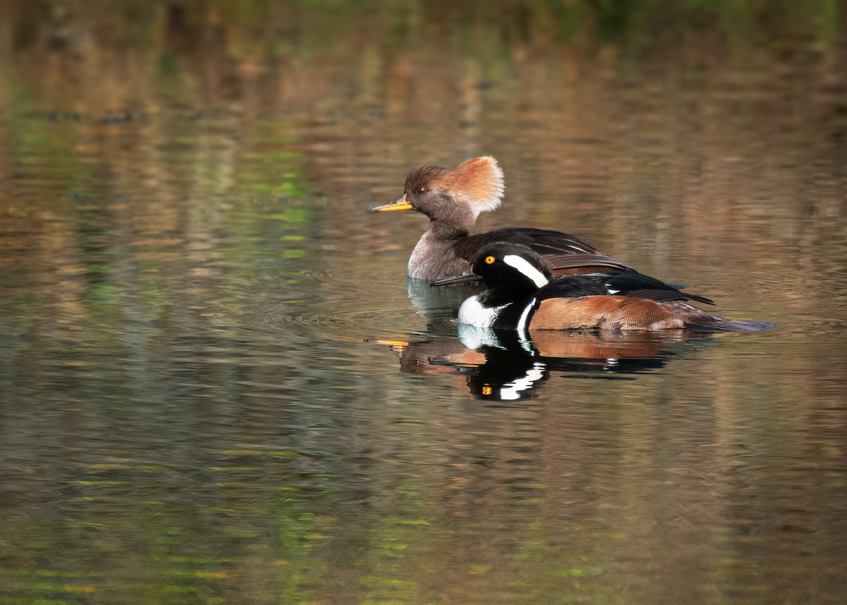 Hooded Merganser - ML645842790