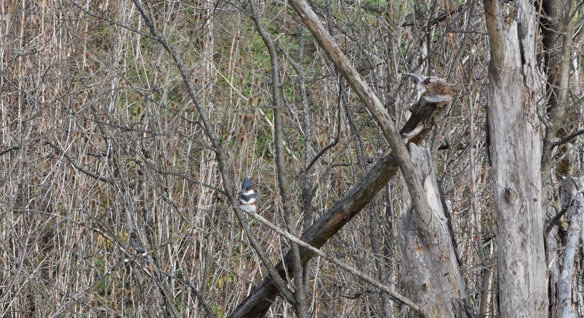 Belted Kingfisher - ML645842792