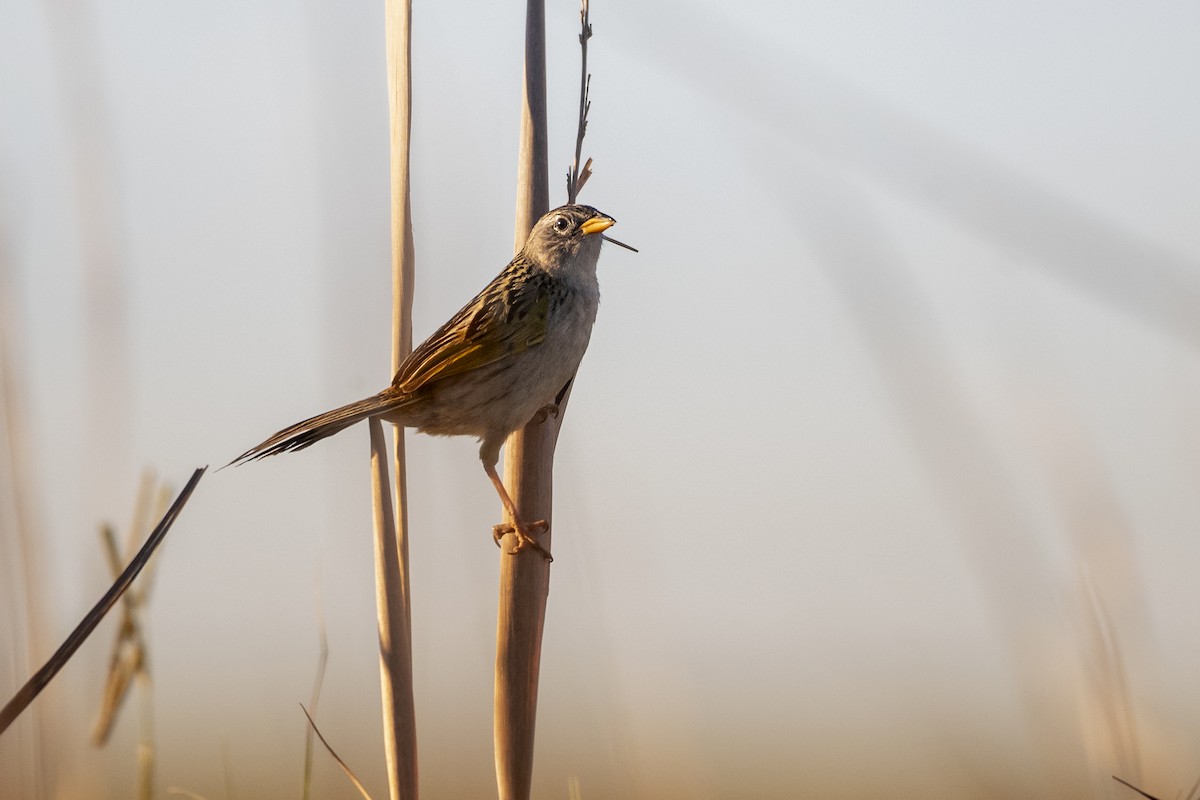Lesser Grass-Finch - ML645842793