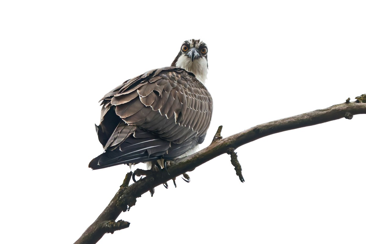 Osprey - ML645842809