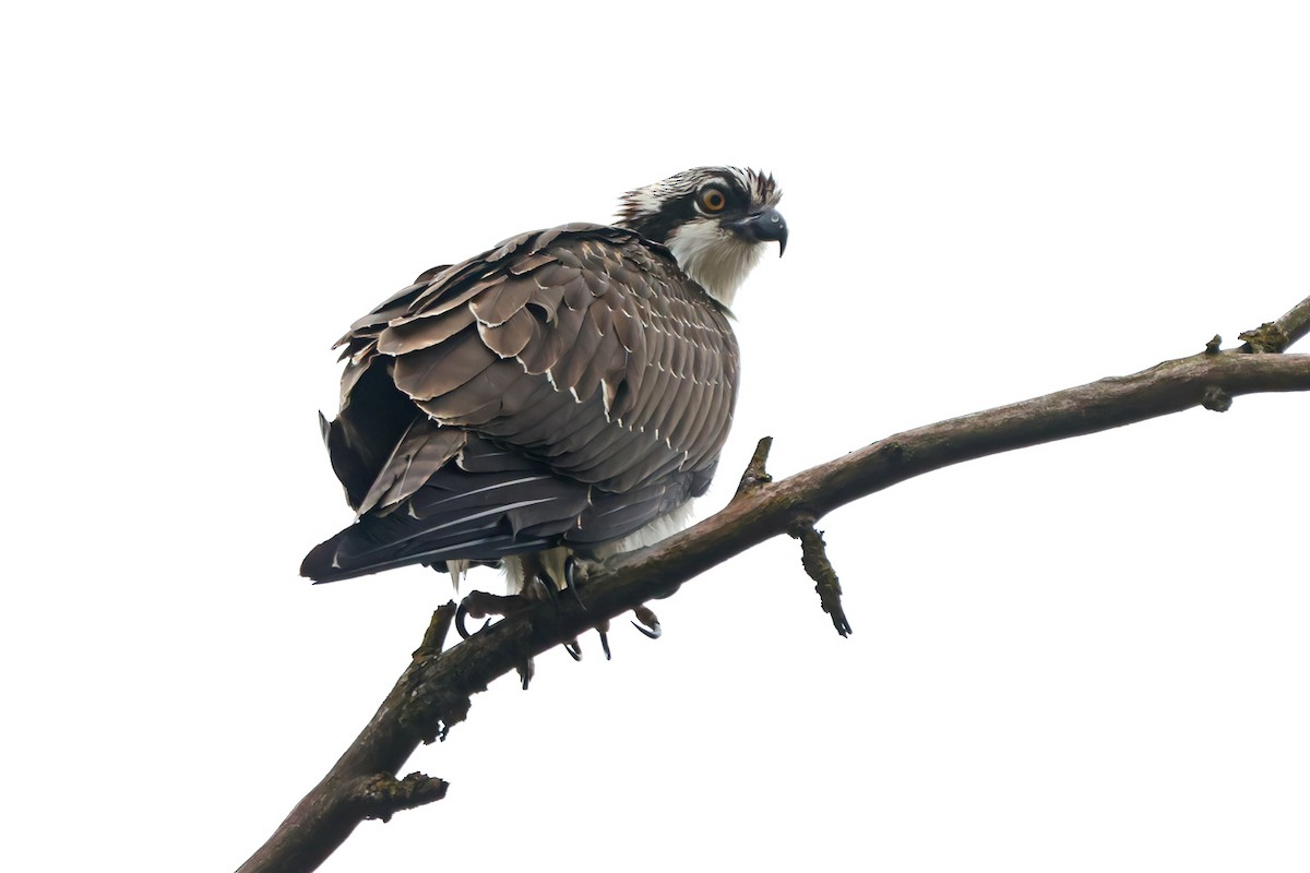 Osprey - ML645842810