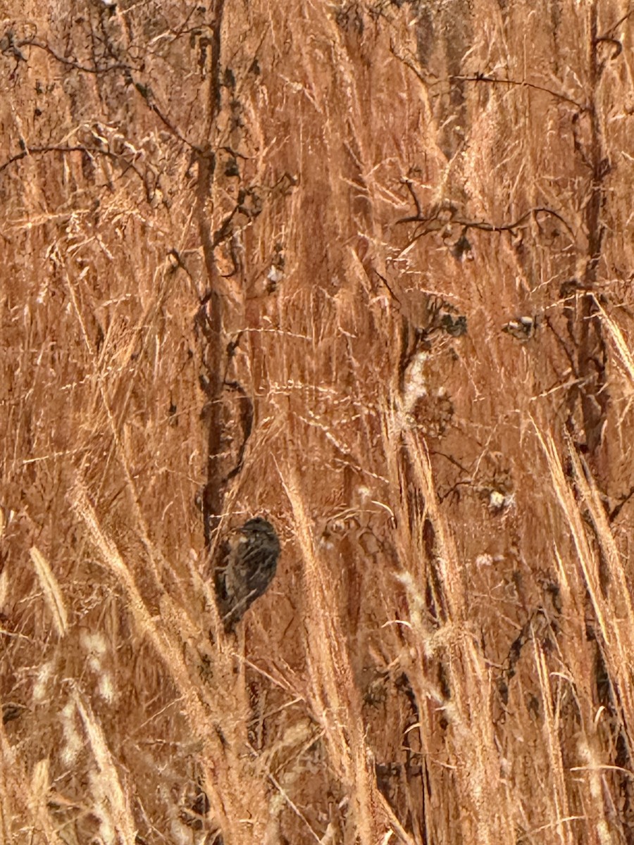 ヌマウタスズメ - ML645842811