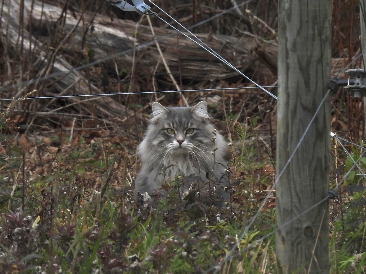 Animals - ML645842813