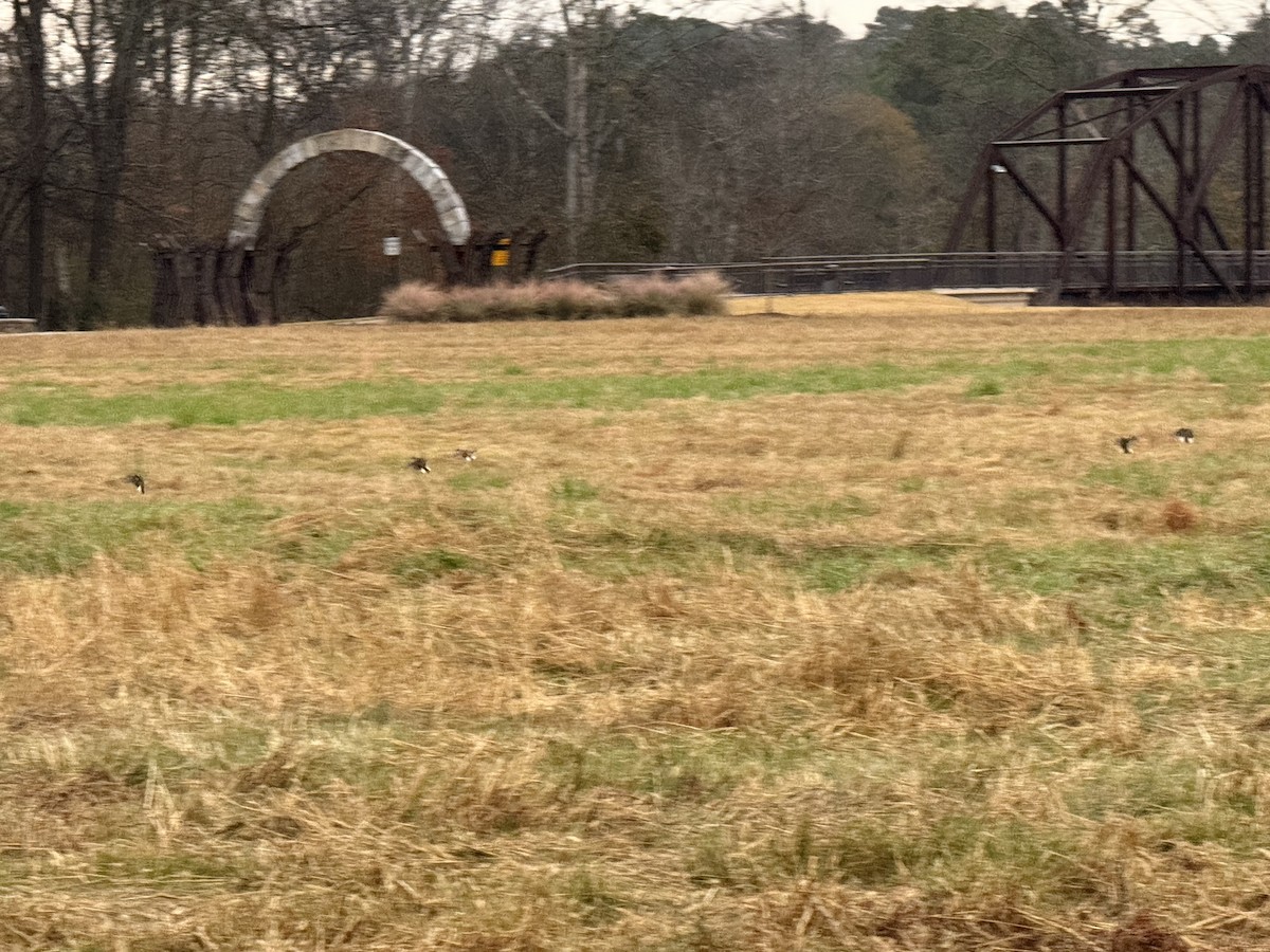 ヒガシマキバドリ - ML645842823