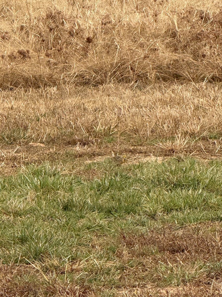 ヒガシマキバドリ - ML645842824