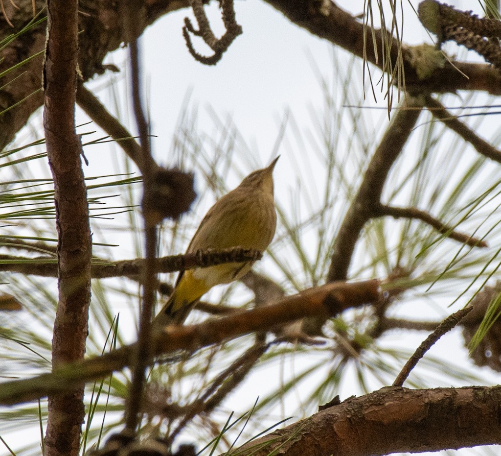 Palm Warbler - ML645842847