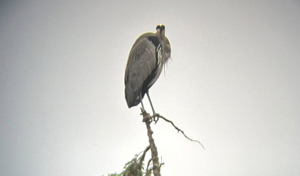 Great Blue Heron - ML645842854