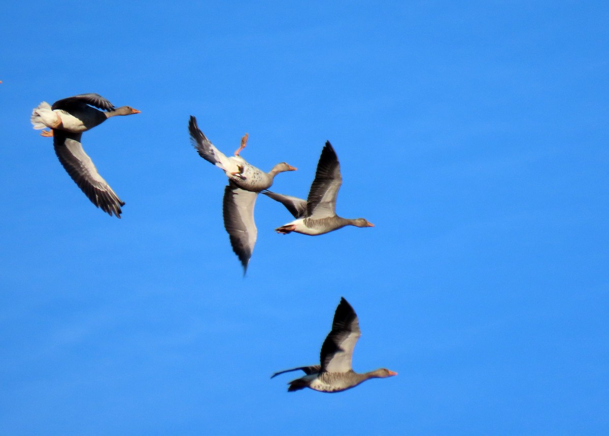 eBird Checklist - 25 Nov 2025 - Laguna de la Nava ENat--Área general ...