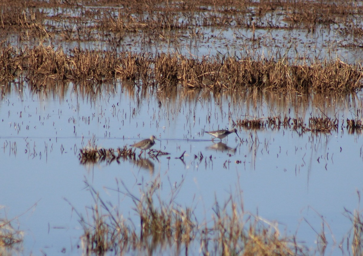 Greater Yellowlegs - ML645842869