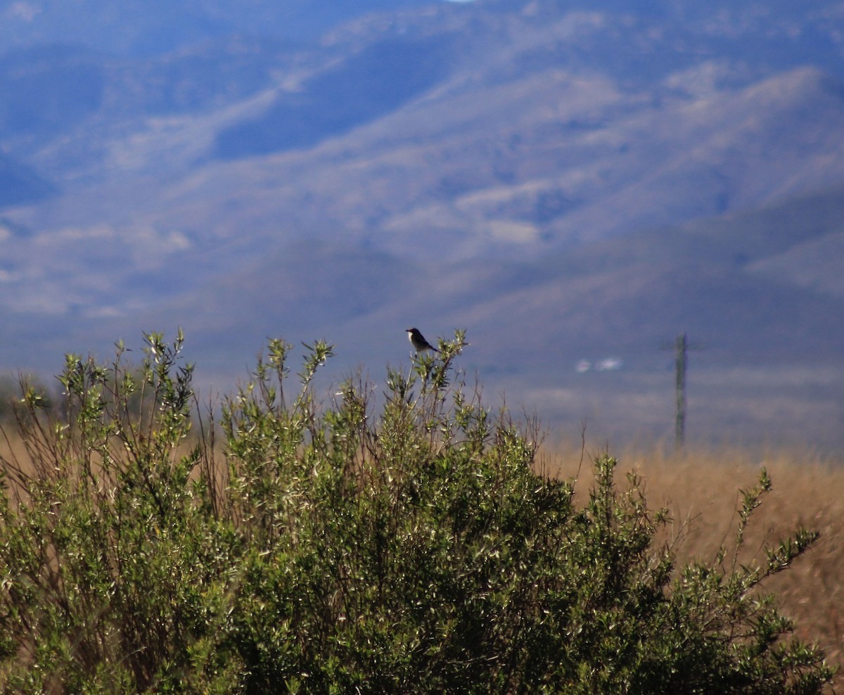 Loggerhead Shrike - ML645842872
