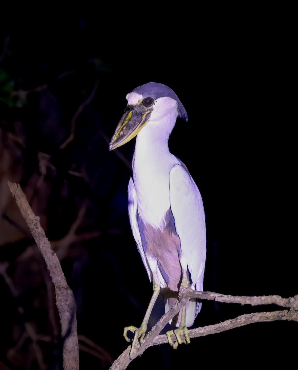 Boat-billed Heron - ML645842875