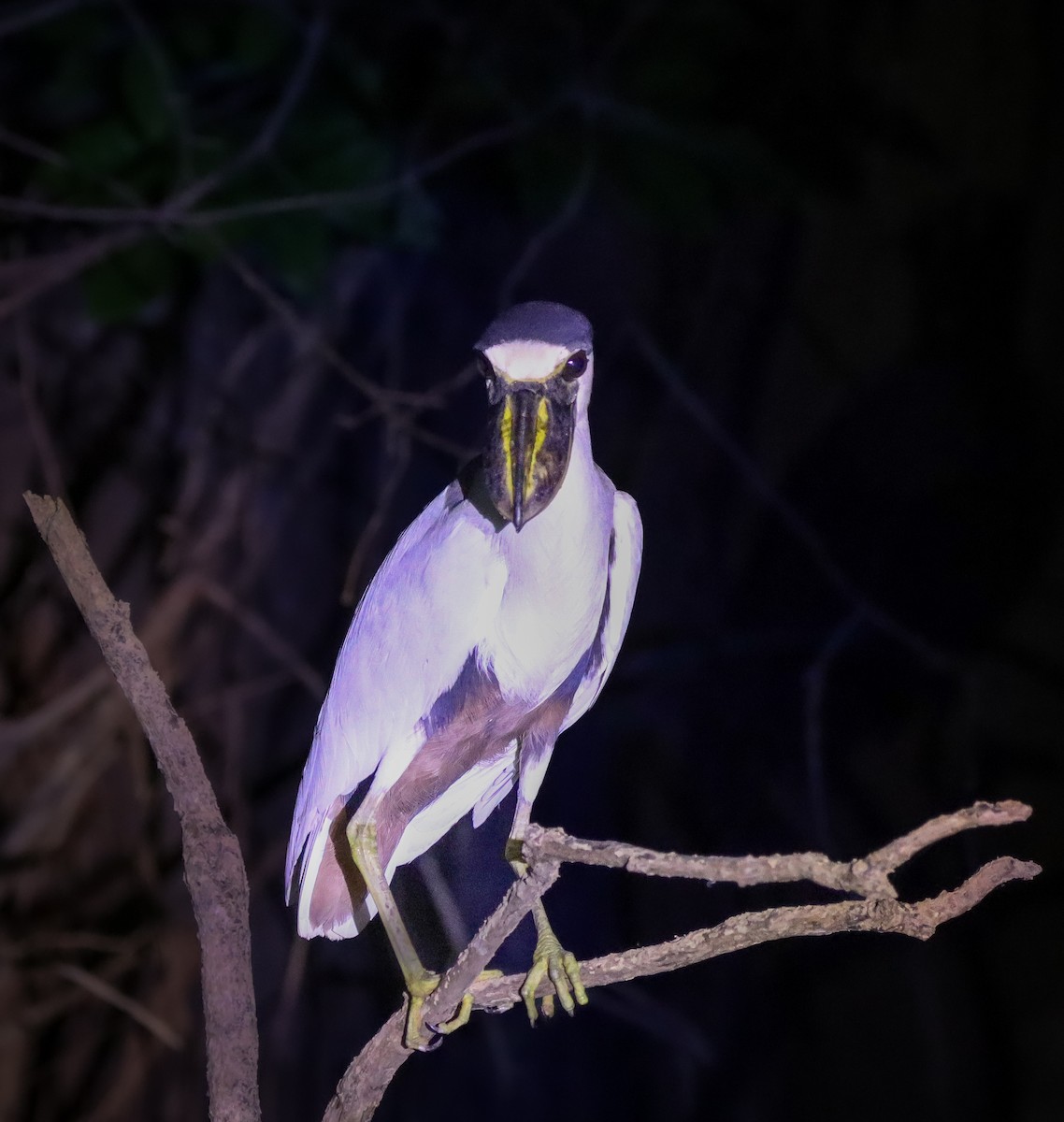 Boat-billed Heron - ML645842876