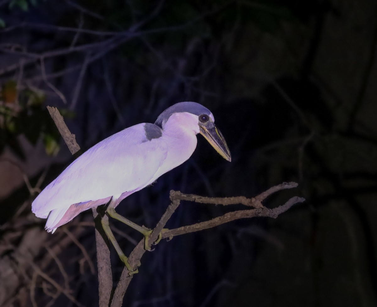 Boat-billed Heron - ML645842877