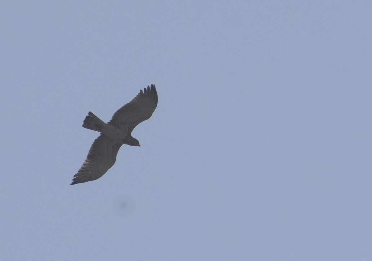 orlík krátkoprstý - ML645842880