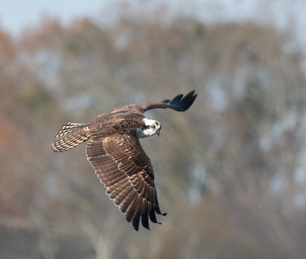 Osprey - ML645842883