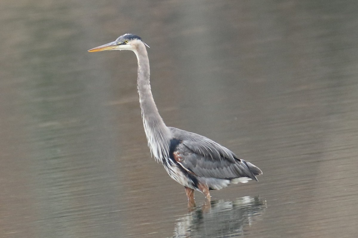 Great Blue Heron - ML645842893