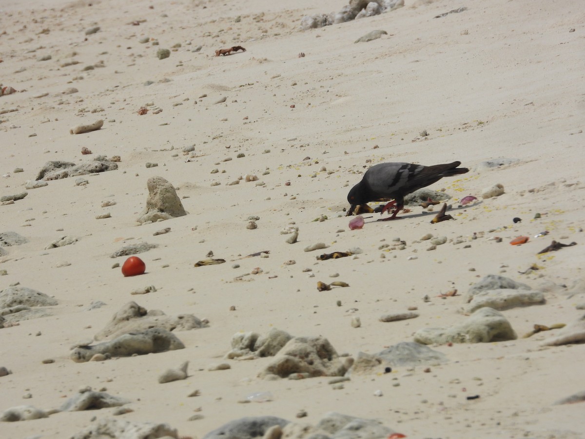 Paloma Bravía (variedad doméstica) - ML645842895