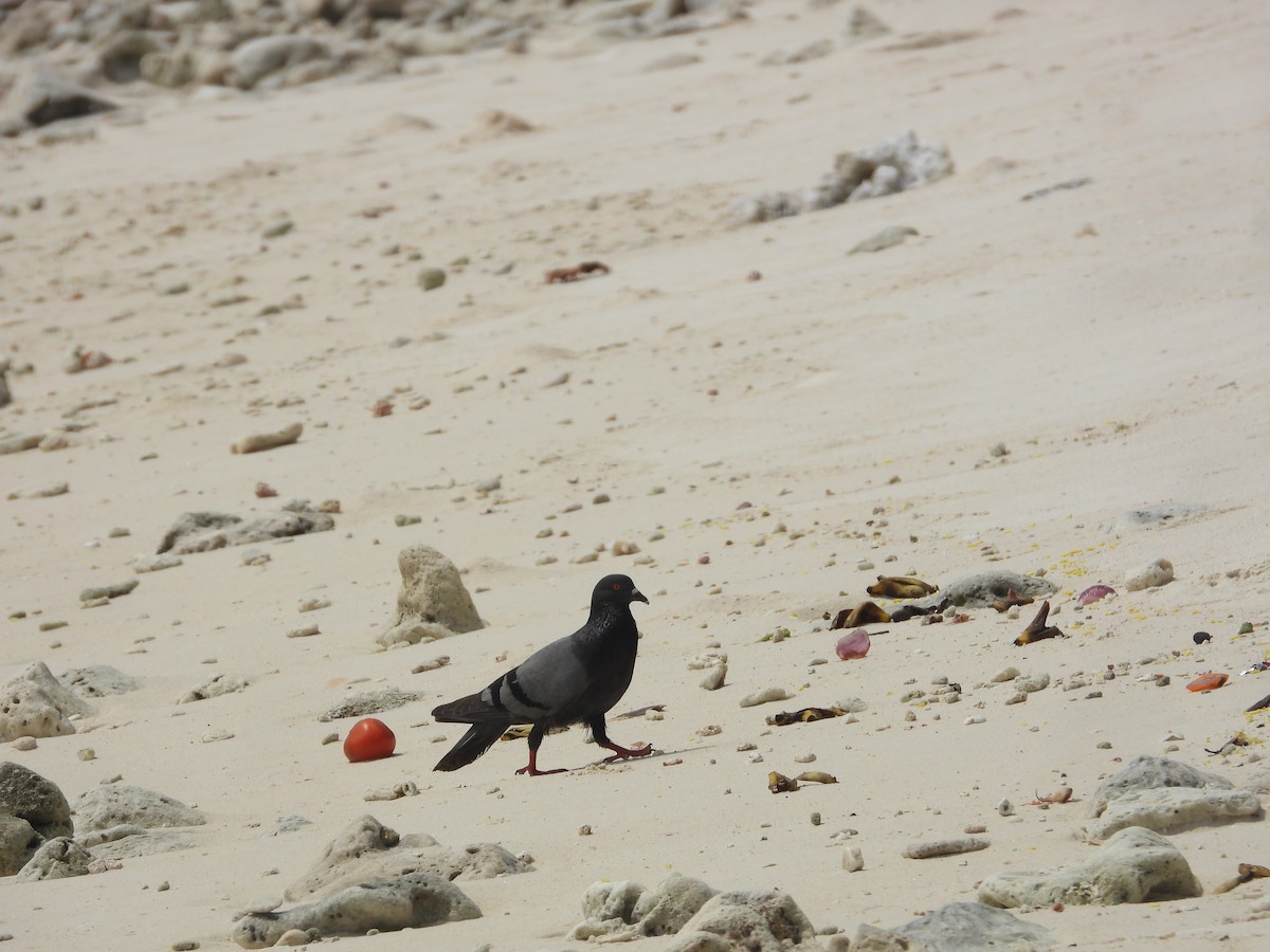 Paloma Bravía (variedad doméstica) - ML645842897