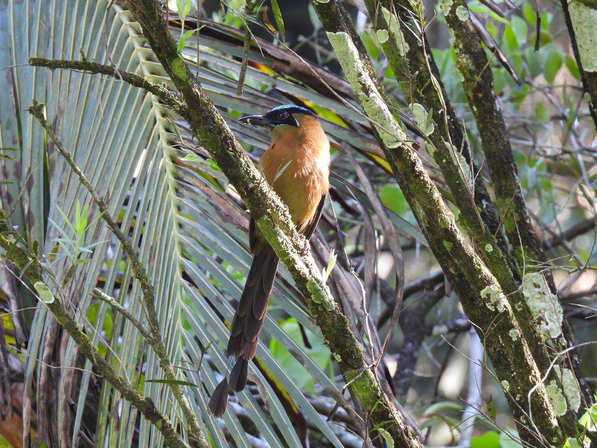 Momoto Diademado - ML645842902