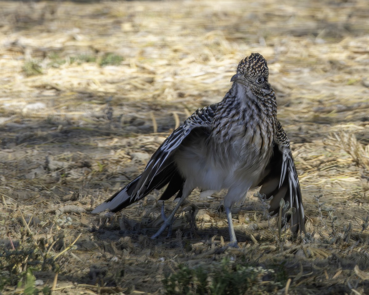 Correcaminos Grande - ML645842904