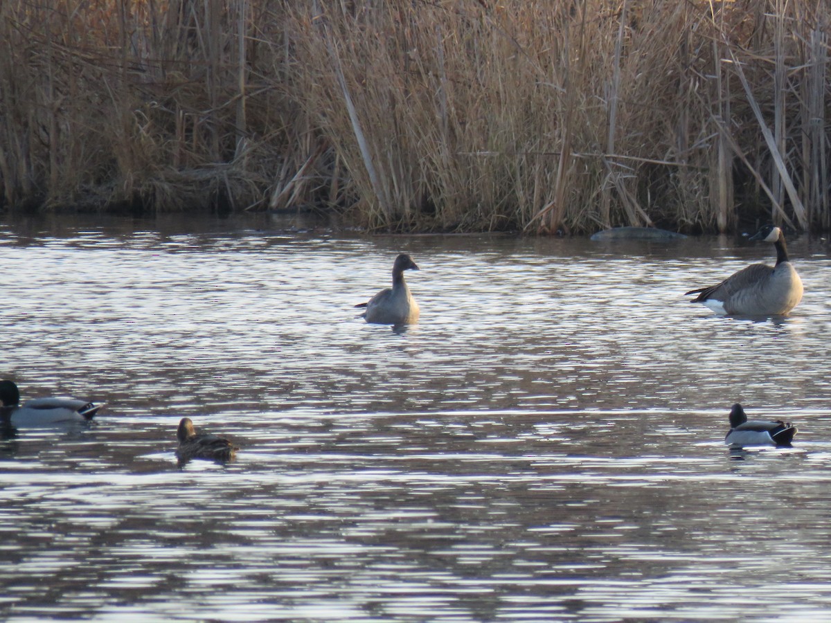 Ánsar Nival - ML645842905