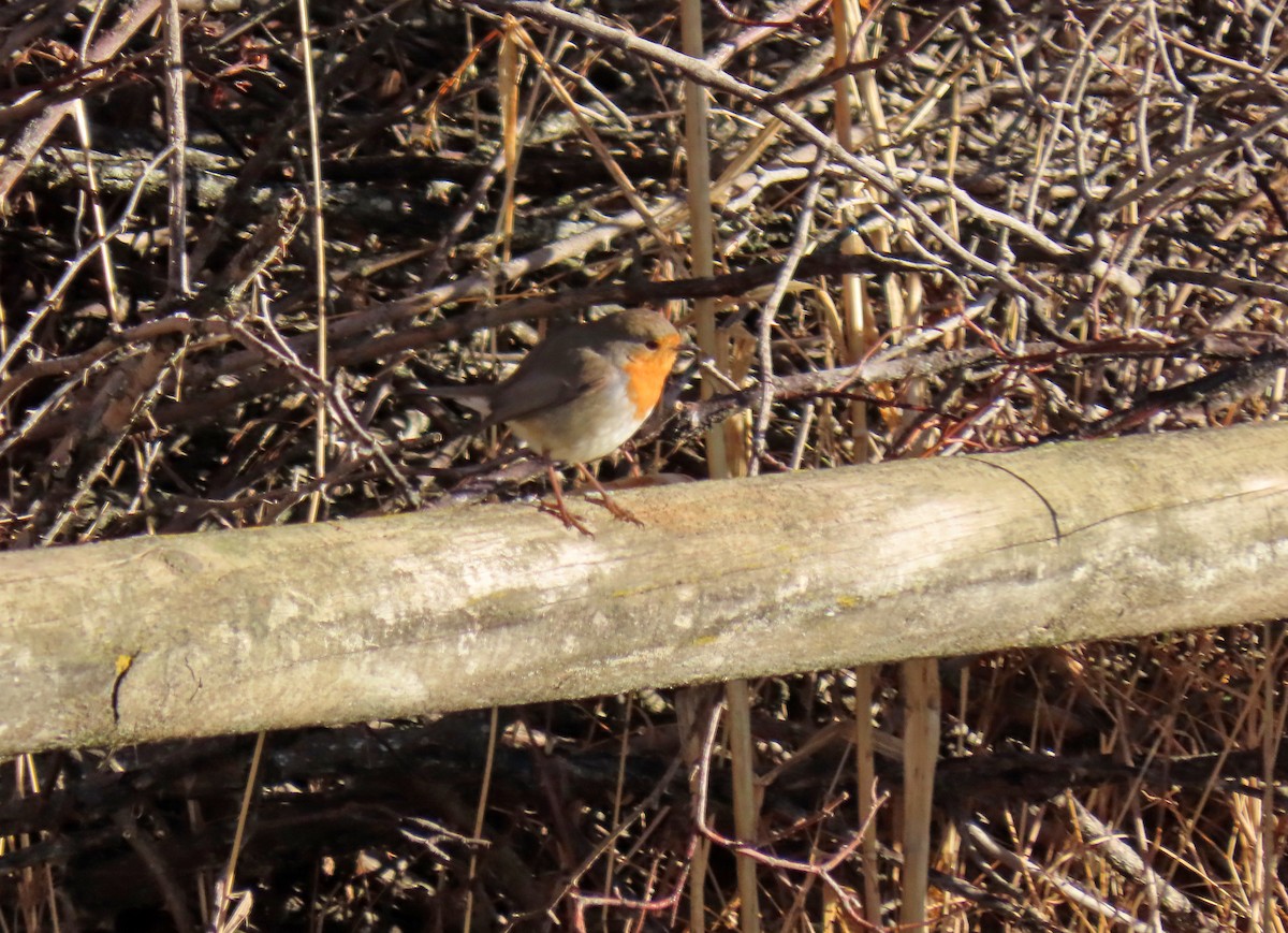 Petirrojo Europeo - ML645842906