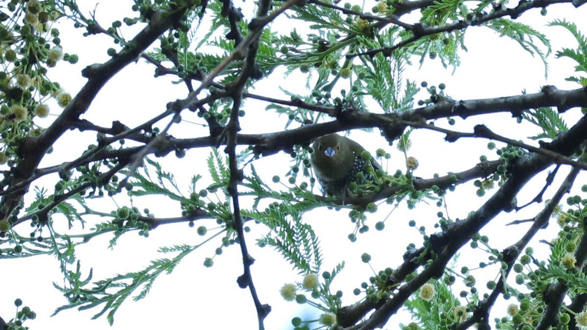 Estrilda Verde - ML645842907