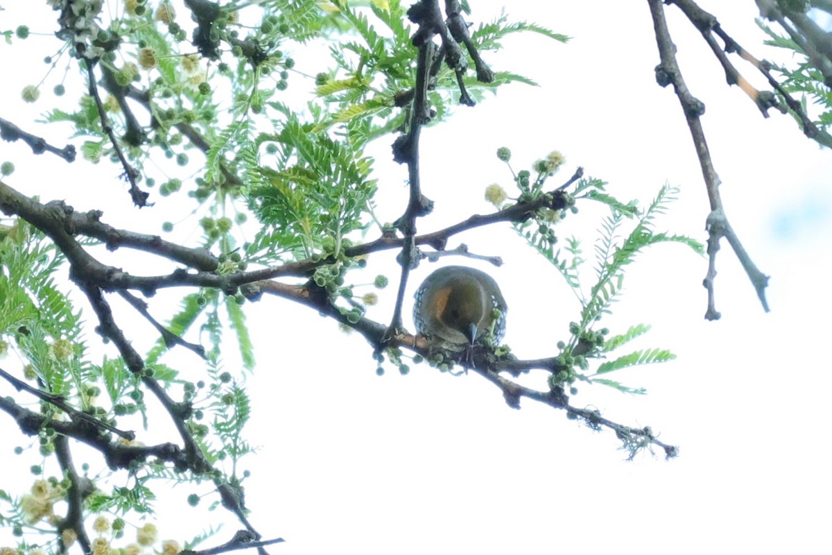 Estrilda Verde - ML645842908