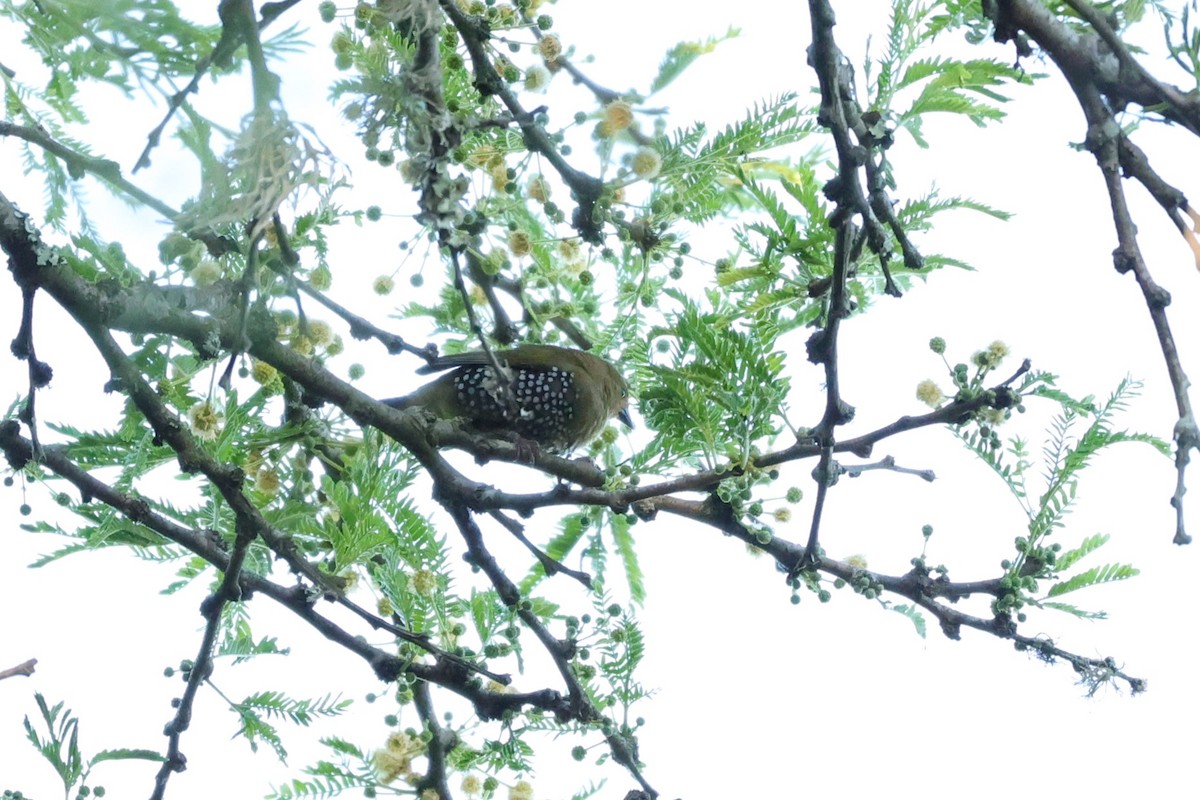 Estrilda Verde - ML645842909
